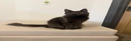 Maine Coon cats for sale: Pedigree GCCF Russian Kazakhstan import line - Advert 7