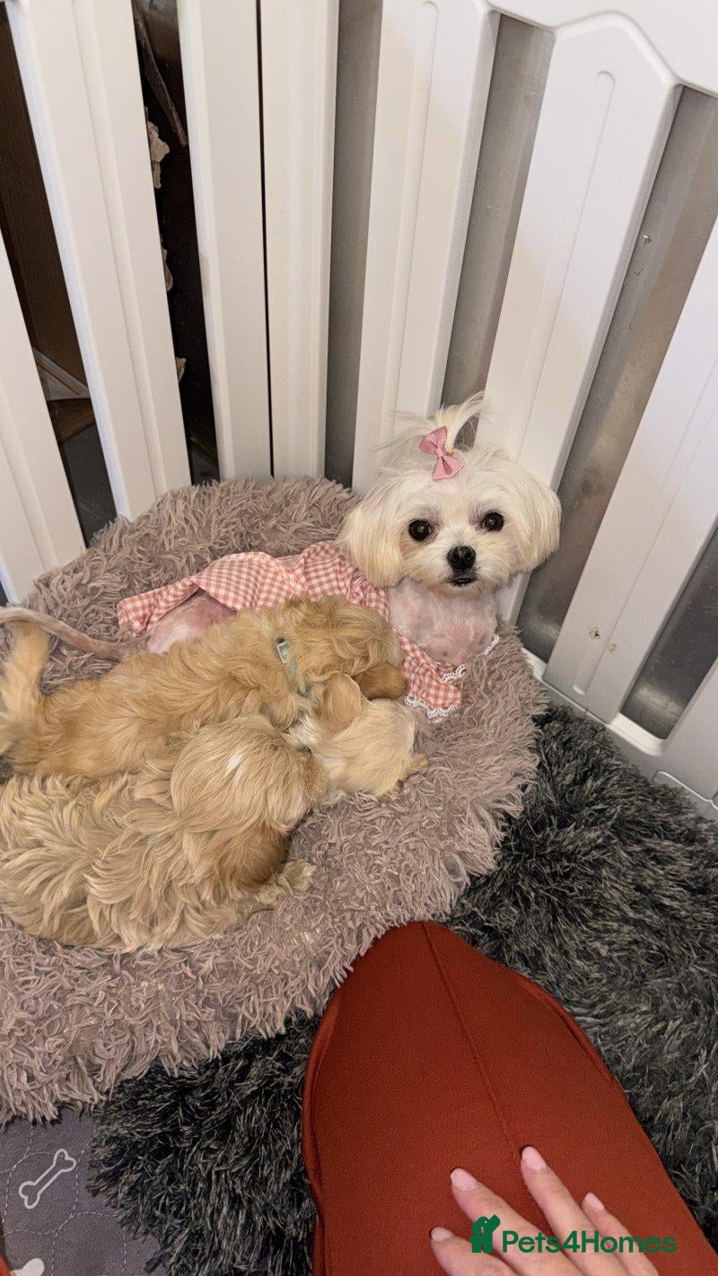 Maltipoo dogs Tiny Maltipoo Puppies  Loving Forever Home - Advert 10