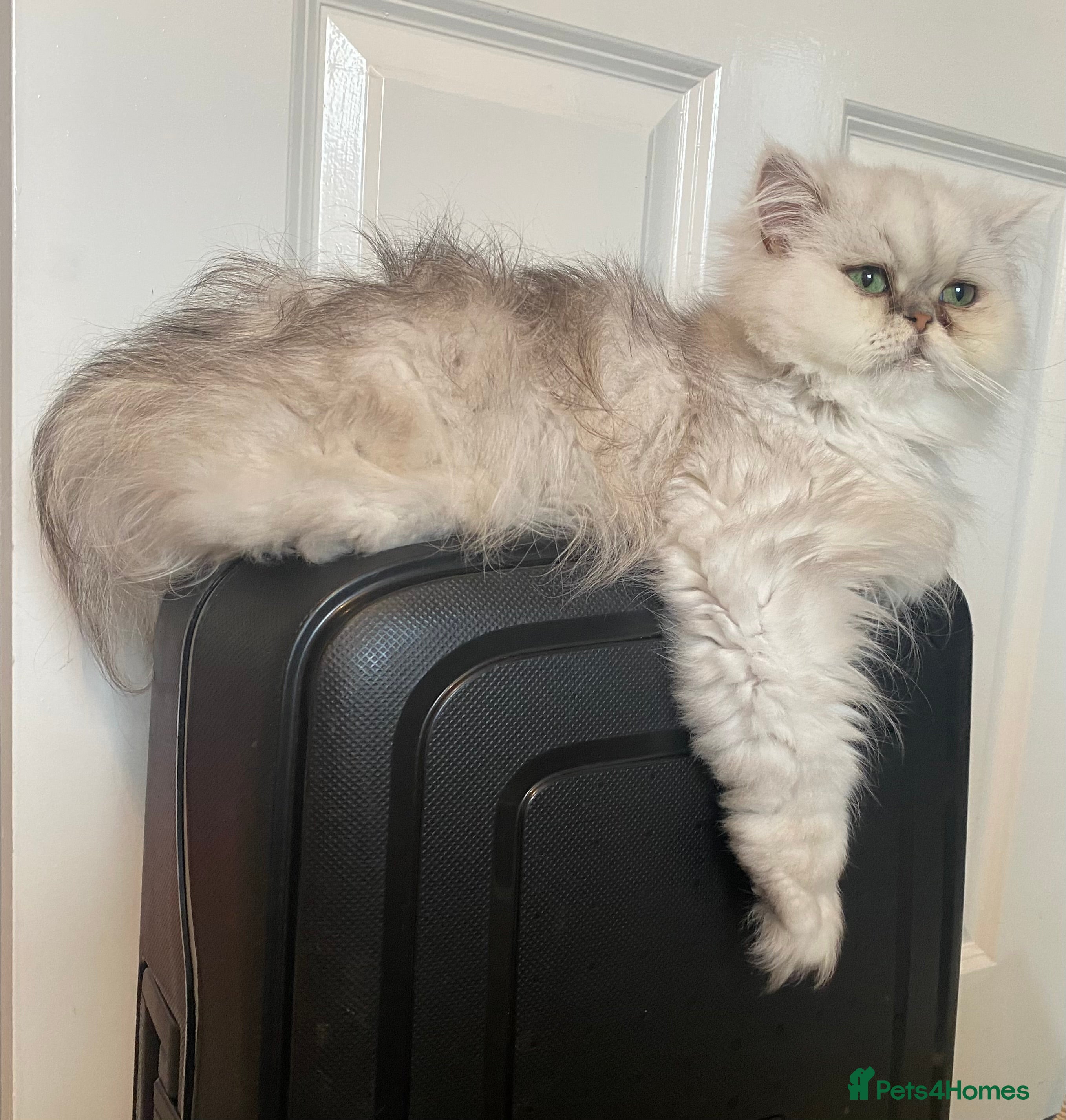 Persian cats Chinchilla Persian - Advert 1