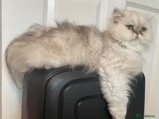 Persian cats Chinchilla Persian - Advert 1