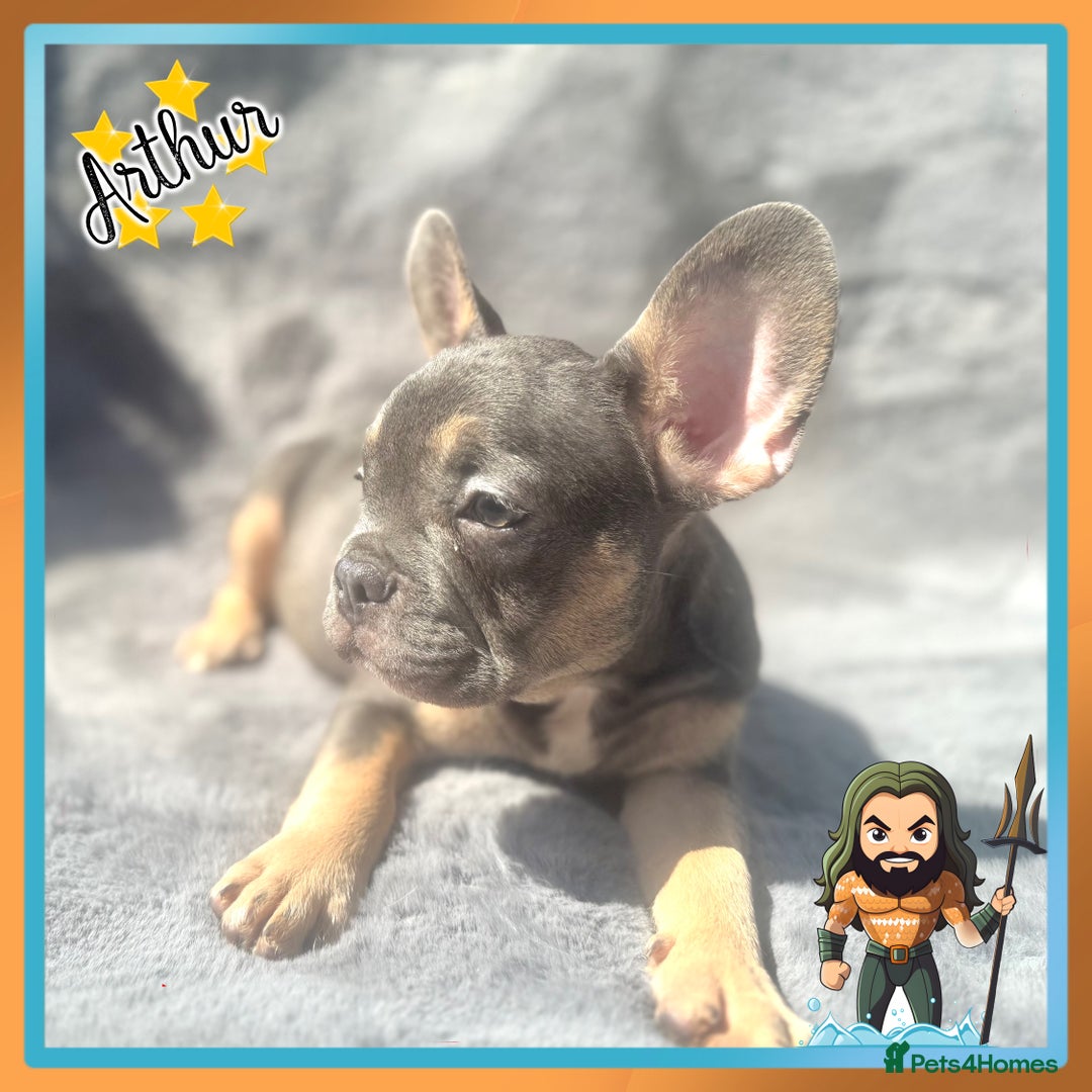 French Bulldog dogs for sale: *Platinum* KC Litter Only 2 Boys Left Lilac & Tan - Image 4