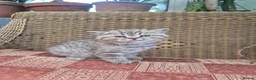 British Shorthair cats for sale: 💙ABSOLUTELY STUNNING BRITISH SHORTHAIR BOYS💙 - Advert 6