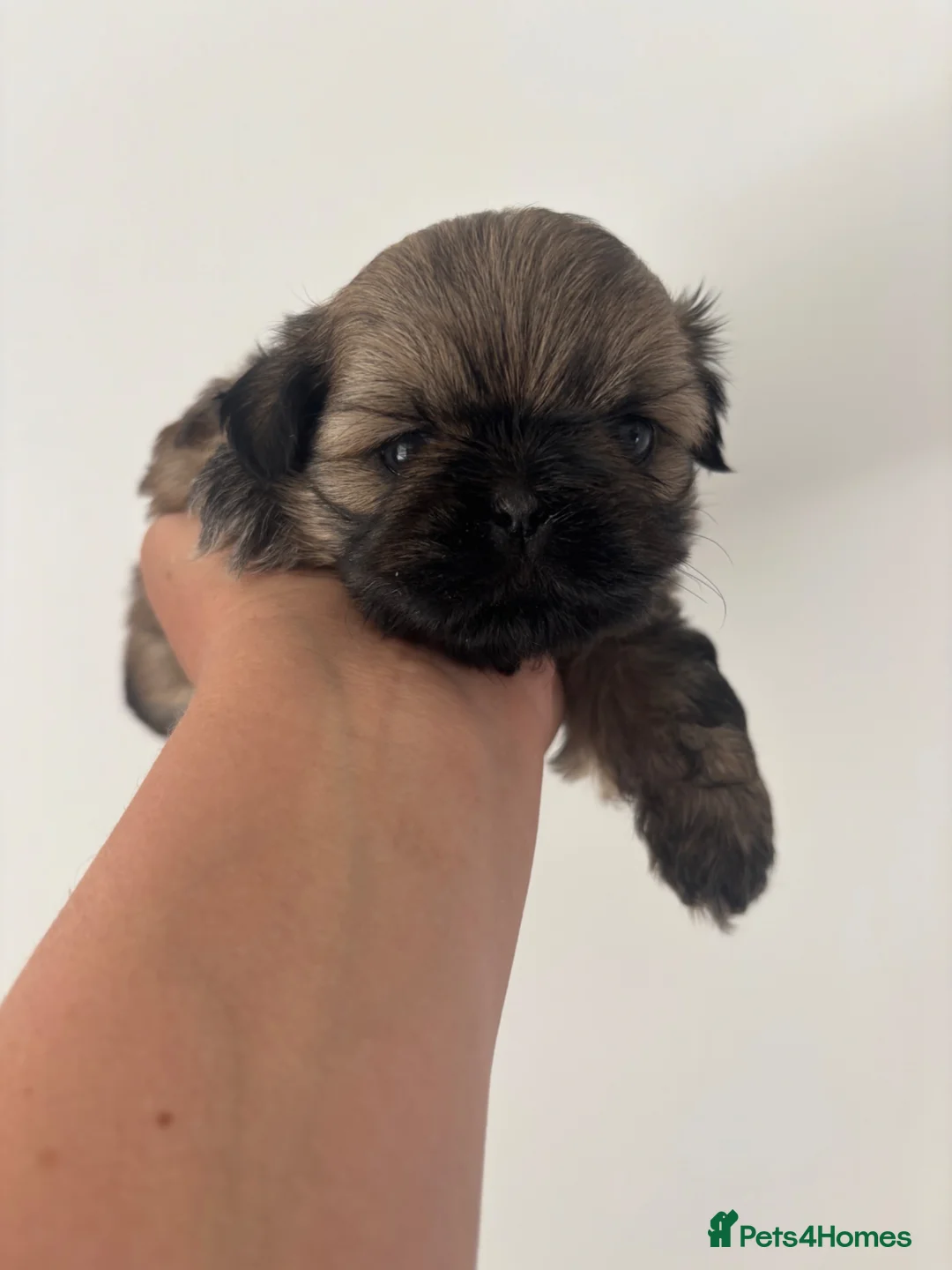 Shih Tzu dogs for sale: Imperial Shih Tzu girl  - Advert 2
