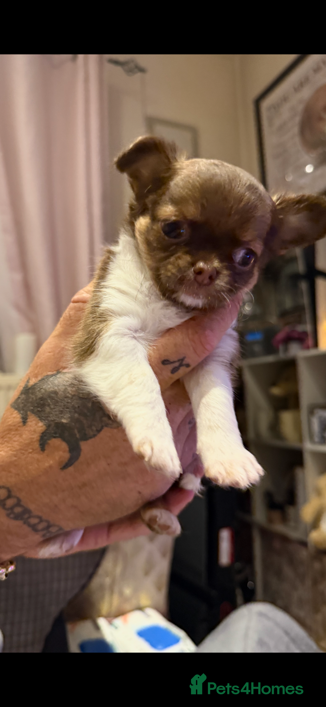 Chihuahua dogs for sale:  ❤️ K.C Registered Fluffy chocolate baby’s 🥰 - Image 16