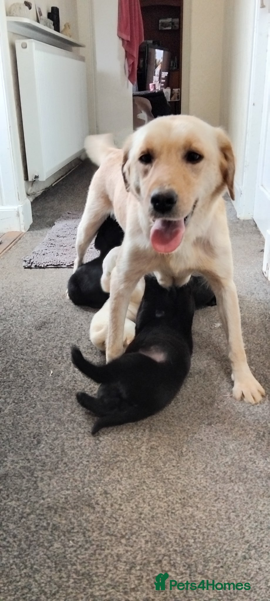 Labrador Retriever dogs KC Registered Stunning Labrador puppies  - Advert 12