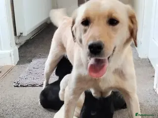 Labrador Retriever dogs KC Registered Stunning Labrador puppies - Advert 12