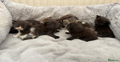 Mixed Breed cats - Advert 6