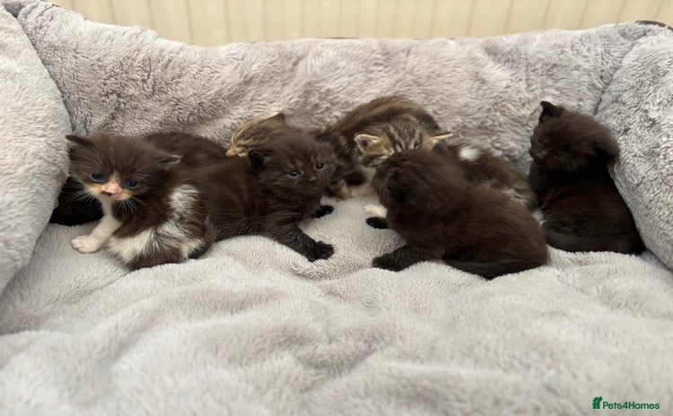 Mixed Breed cats - Advert 3