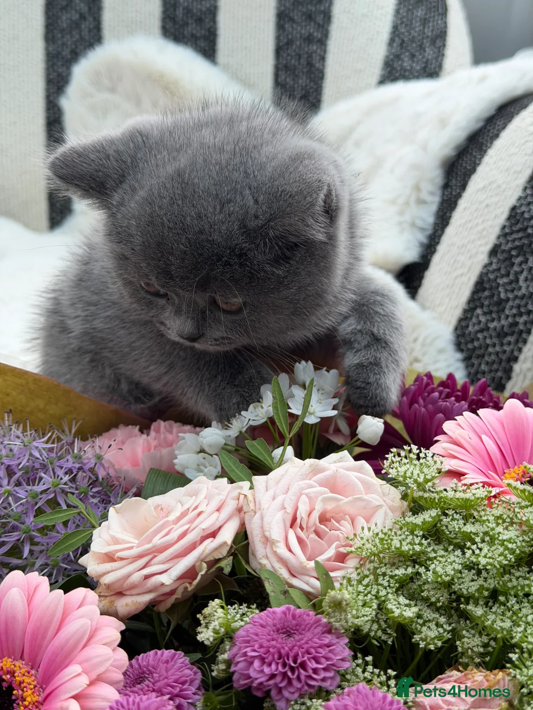 British Shorthair cats for sale: British Shorthair 💝 - Advert 2