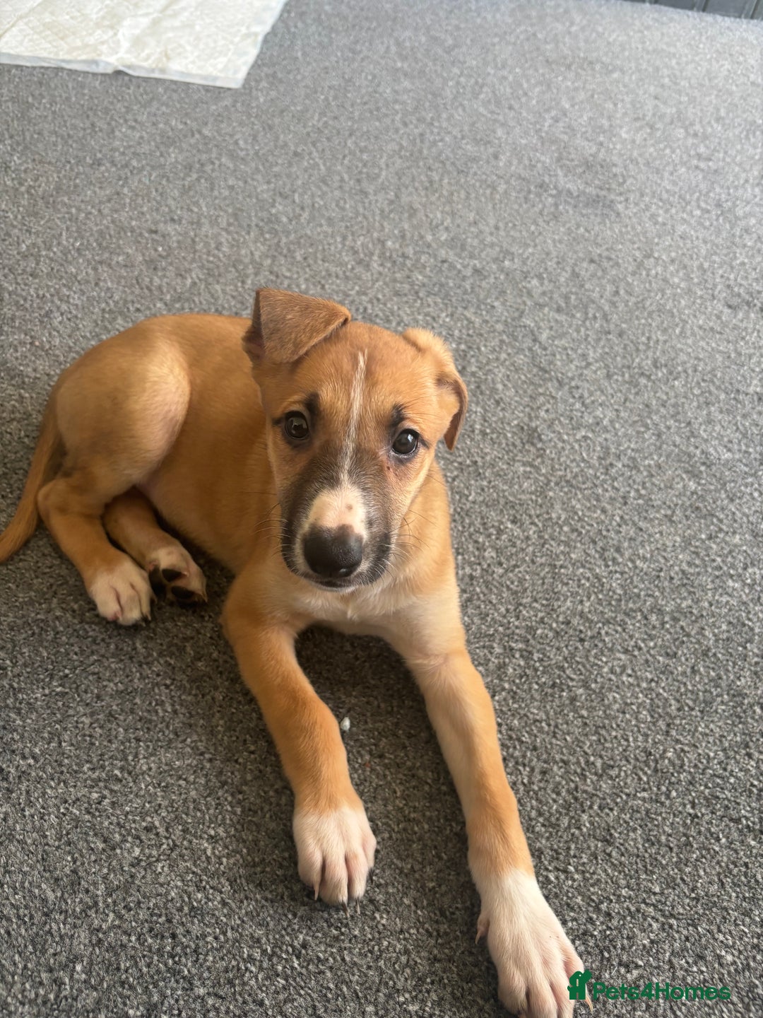 Mixed Breed dogs for sale: German Shepherd x malinois  - Advert 1