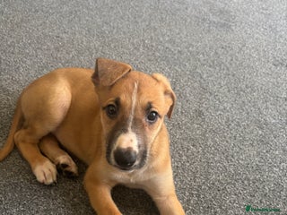 Mixed Breed dogs German Shepherd x malinois - Advert 11