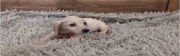 Miniature Dachshund dogs for sale: 🐾 Beautiful Miniature Dachshund Puppies 🐾 - Advert 12