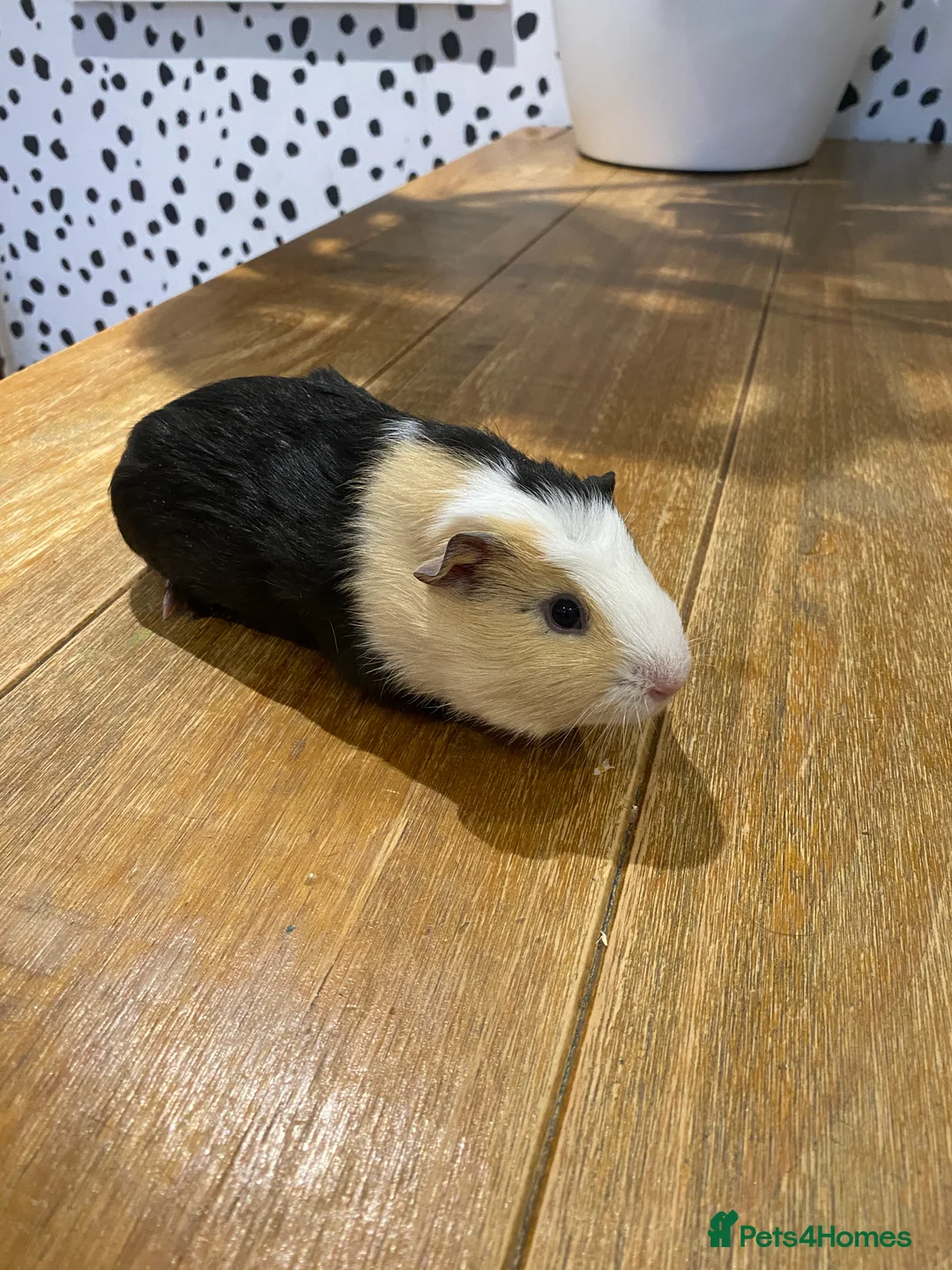 Guinea Pig rodents for sale: Male Guinea Pigs - Advert 1