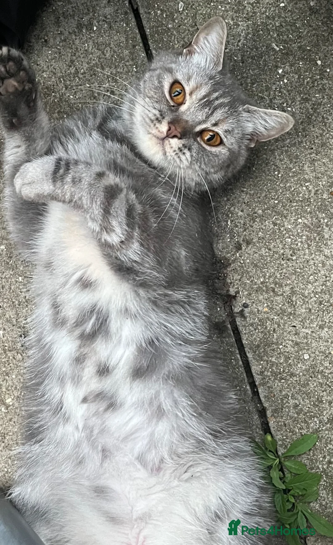 British Shorthair cats for sale: Kittens - Advert 19