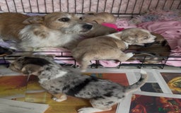 Mixed Breed dogs for sale: Stunning chunky Jack Russell x puppies, ready fri - Image 13