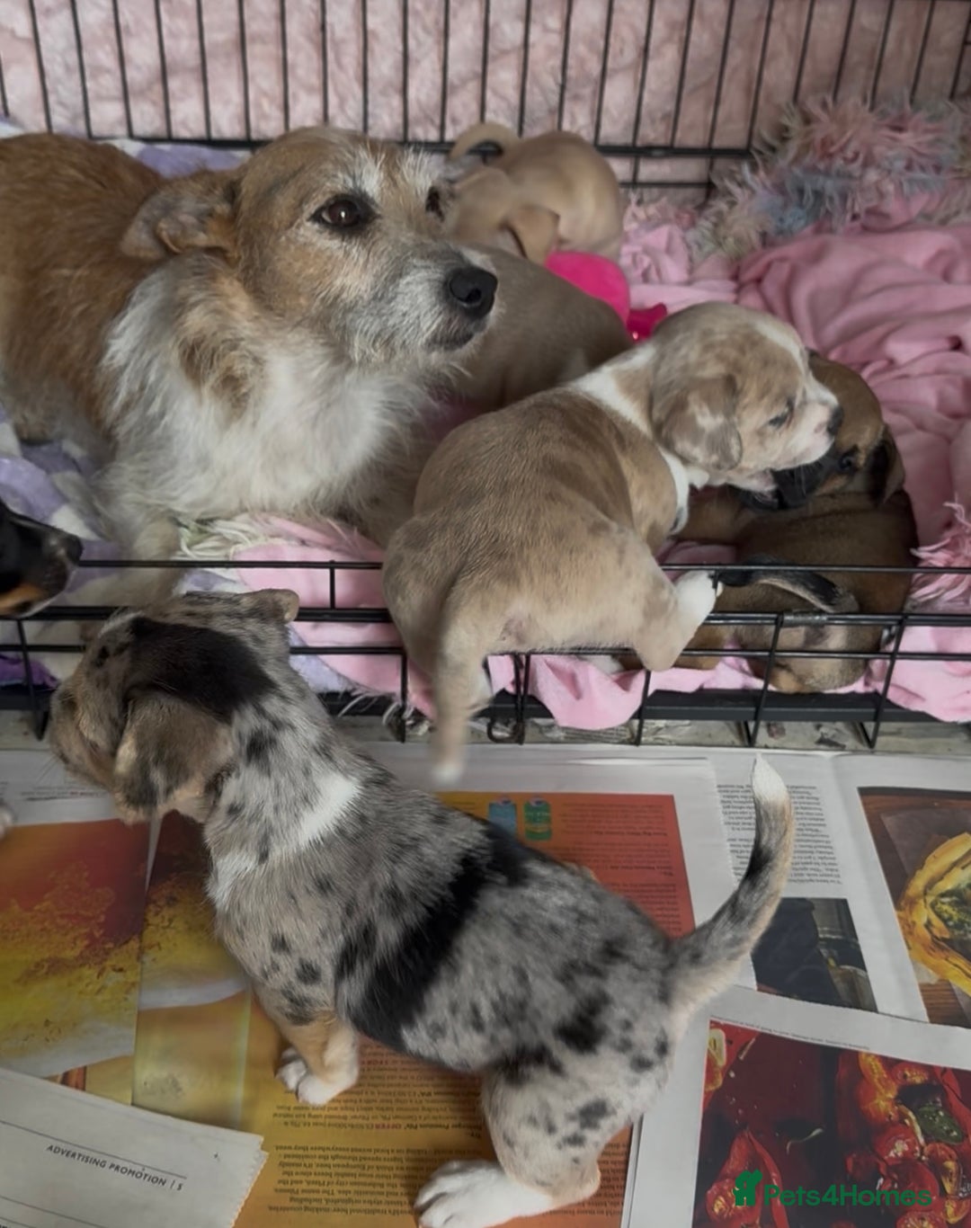 Mixed Breed dogs for sale: Stunning chunky Jack Russell x puppies, ready fri - Image 13
