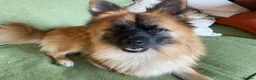 Mixed Breed dogs for sale:     German Spitz x Pomeranian | Loving Family Dog  in London - Advert 5