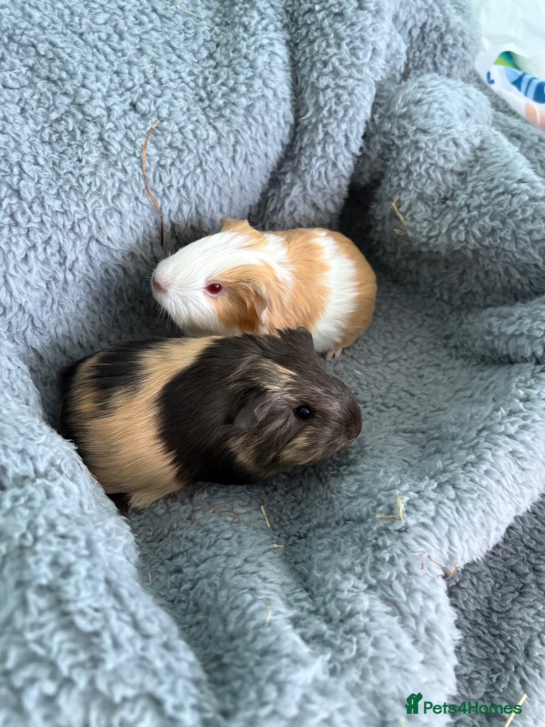 Guinea Pig rodents for sale: Two beautiful bonded baby boars - Advert 1
