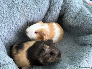 Guinea Pig rodents Two beautiful bonded baby boars - Advert 2