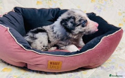 Border Collie dogs for sale: Border collie puppies  - Image 15