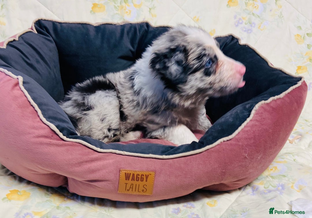 Border Collie dogs for sale: Border collie puppies  - Image 15