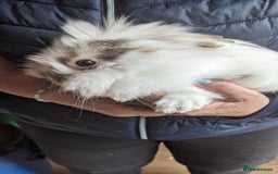 Lionhead rabbits for sale: Very Tame Lionheads - Advert 3