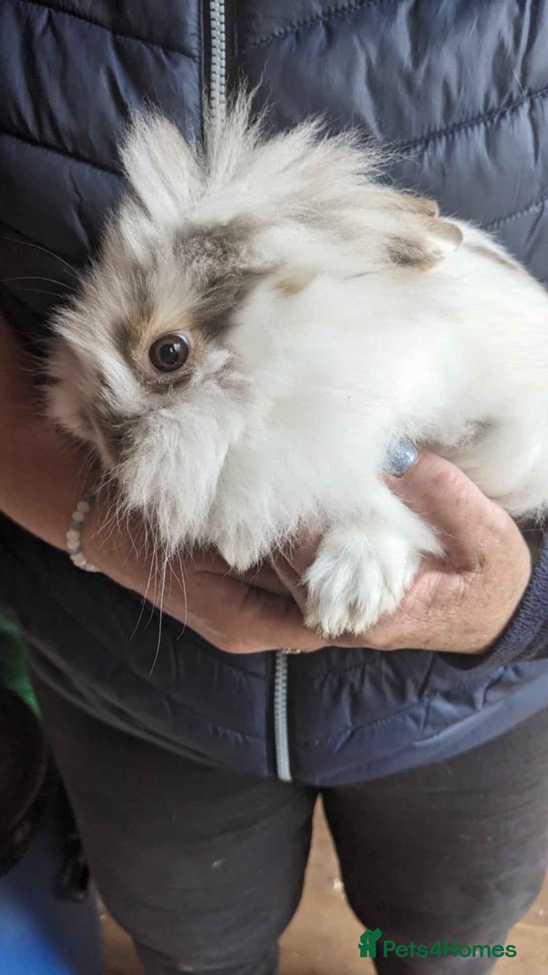 Lionhead rabbits for sale: Very Tame Lionheads - Advert 3