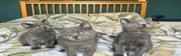 British Shorthair cats for sale: Beautiful British Shorthair kittens  - Advert 9