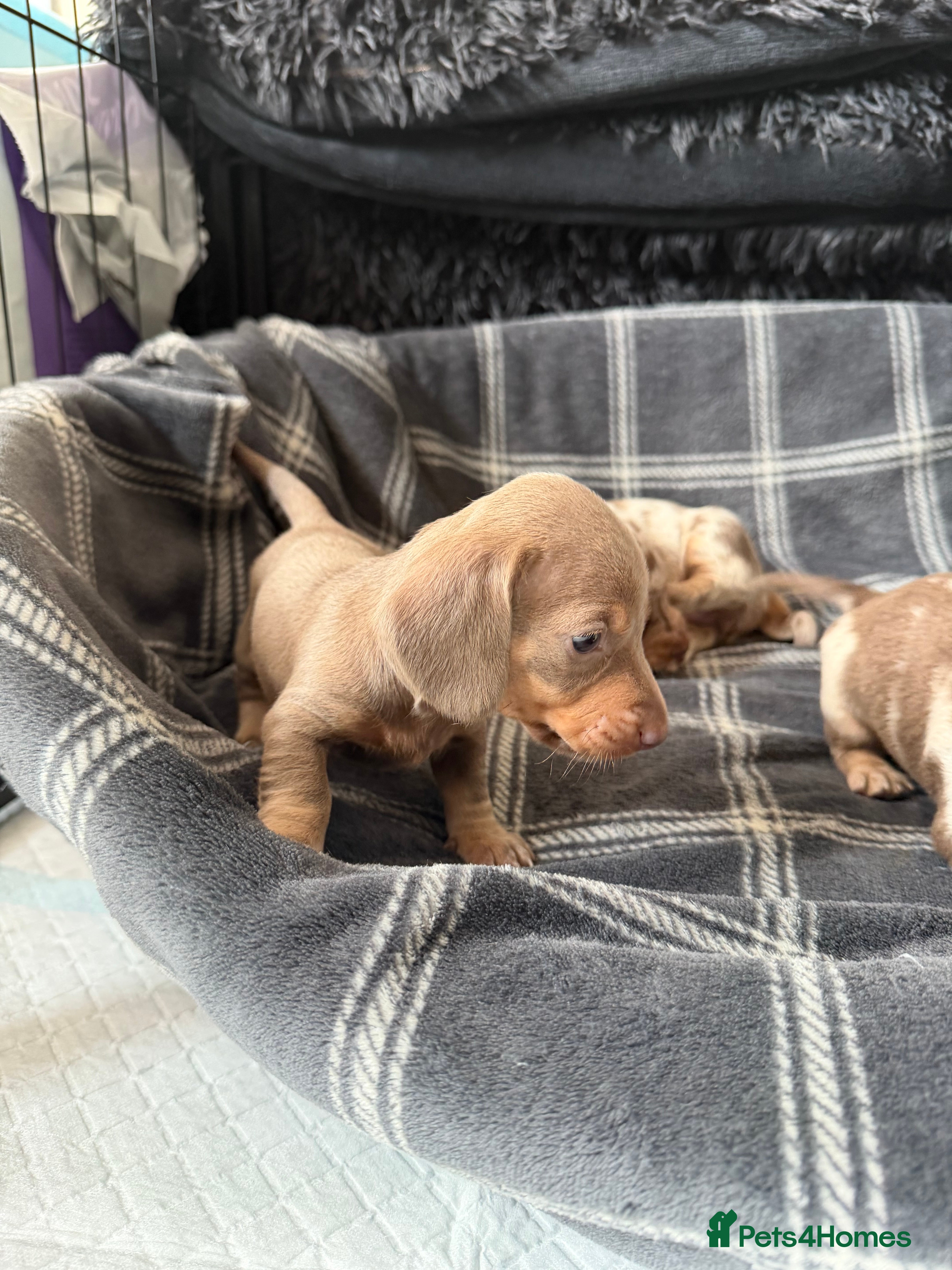 Miniature Dachshund dogs Stunning Miniature Dachshund Puppy’s 4 X Females  - Advert 2