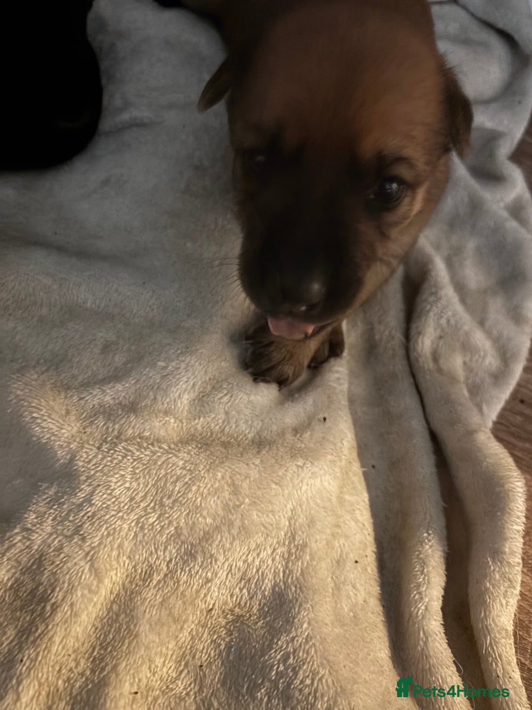 Mixed Breed dogs for sale: German shepherd x whippet  - Image 5