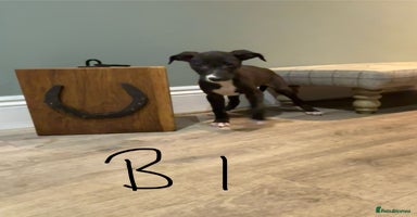 Lurcher dogs - Advert 2