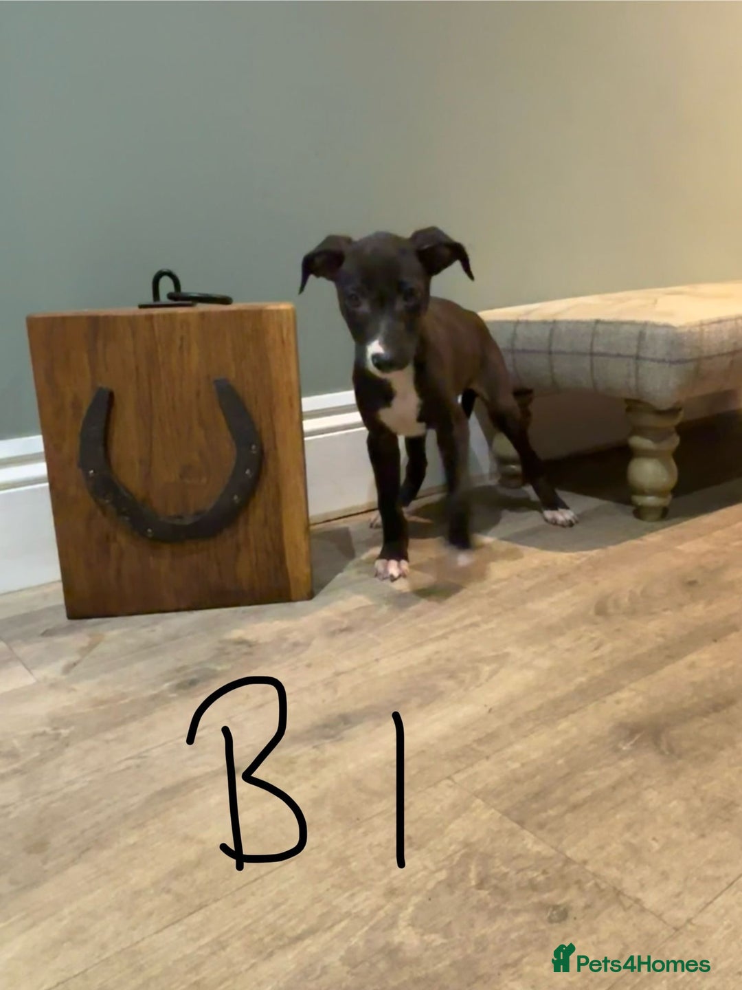 Lurcher dogs for sale: Lurcher puppies 👀🏡 - Image 3