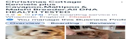 Mixed Breed dogs for sale: MALSHI-POOS -LOVELY FAMILY PET /COMPANION DOGS - Advert 7