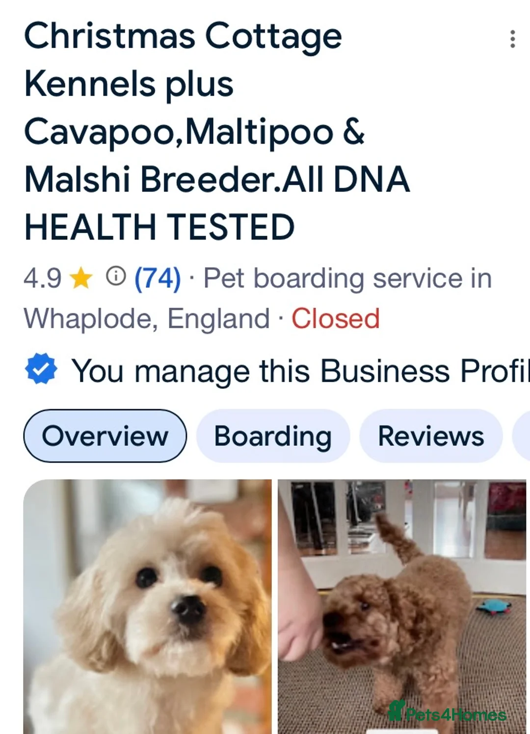Mixed Breed dogs for sale: MALSHI-POOS -LOVELY FAMILY PET /COMPANION DOGS - Advert 7