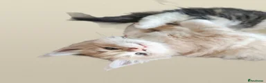 Maine Coon Kitten 1