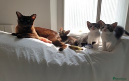 Burmese cats for sale: Burmese X Calico kittens - Image 2