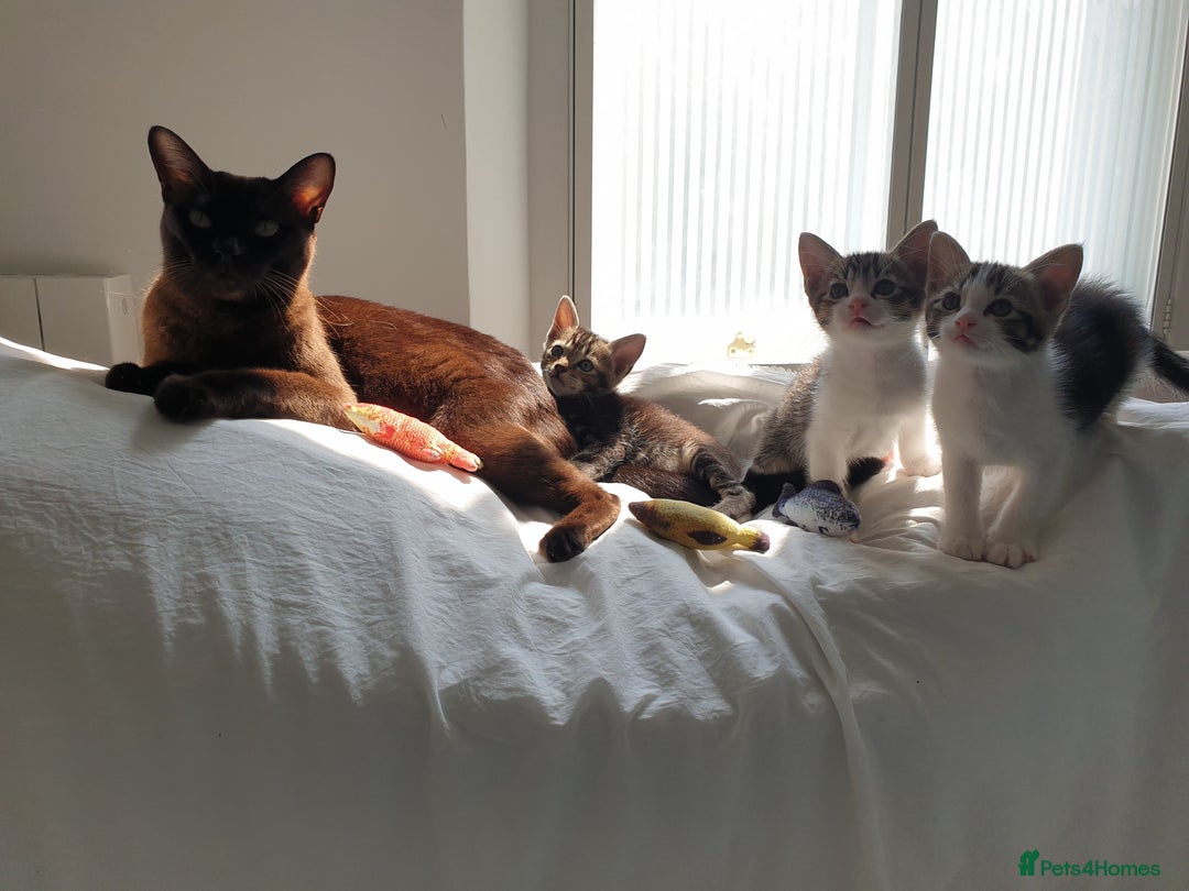 Burmese cats for sale: Burmese X Calico kittens - Image 2