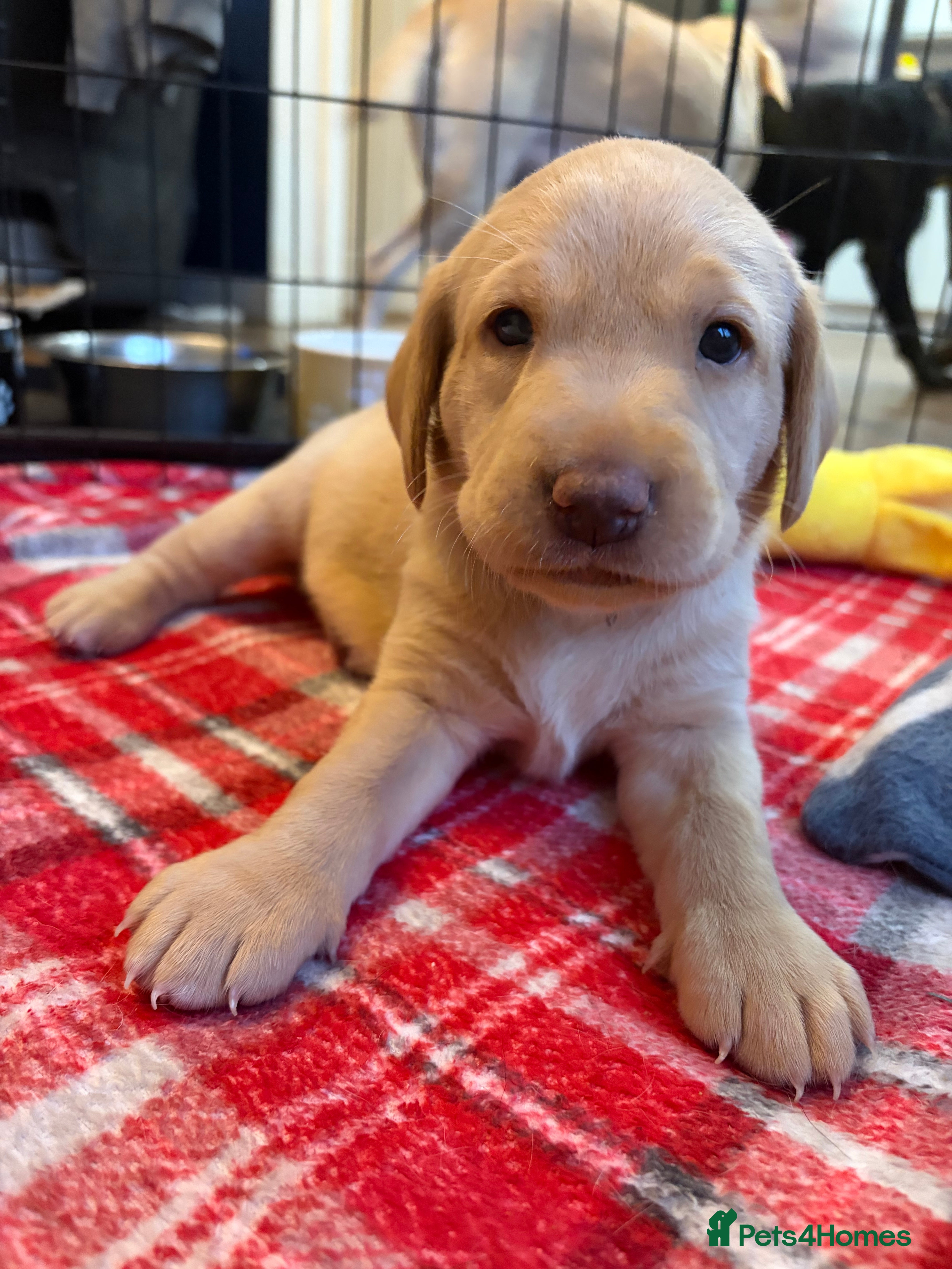 Labrador Retriever dogs 3 KC Lab girls - yellow/white to Golden/Red - Advert 14