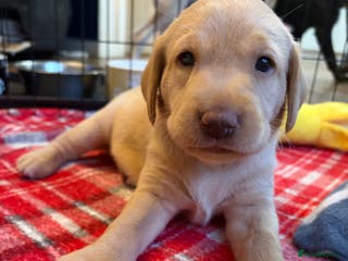 Labrador Retriever dogs 3 KC Lab girls - yellow/white to Golden/Red - Advert 14