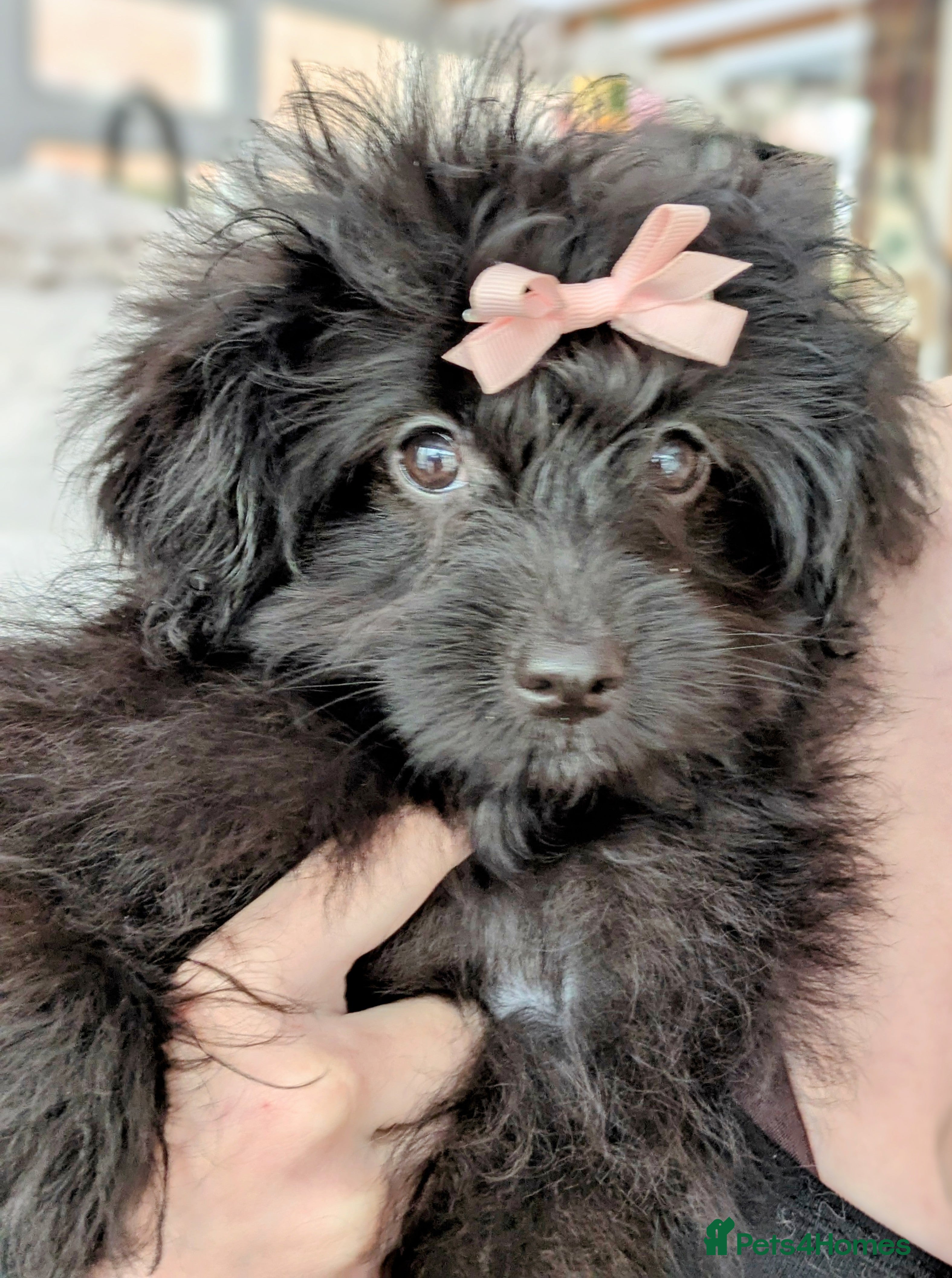 Pomapoo dogs Gorgeous Pomapoo puppies, 1st vaccination  - Advert 1