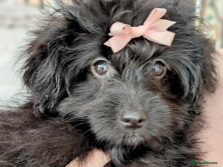 Pomapoo dogs Gorgeous Pomapoo puppies, 1st vaccination - Advert 4