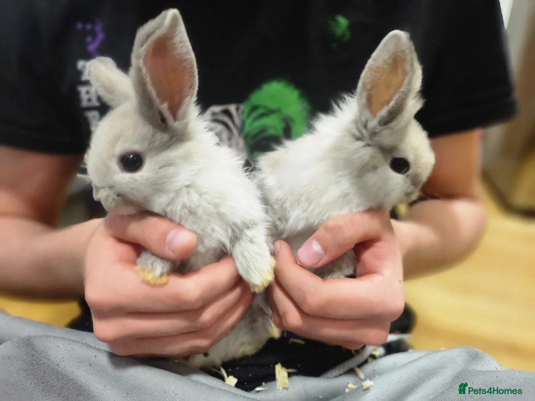 Dwarf Lop rabbits for sale: 2x baby bunnies Dwarf lop looking for forever home - Advert 1