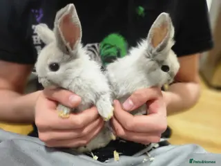 Dwarf Lop rabbits 2x baby bunnies Dwarf lop looking for forever home - Advert 9