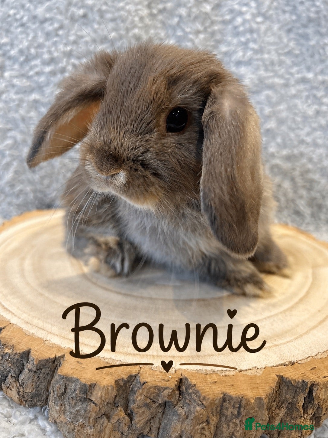 Mini Lop rabbits 🐰 Mini Lop Bunnies Looking for Loving Homes 🐰 - Advert 2