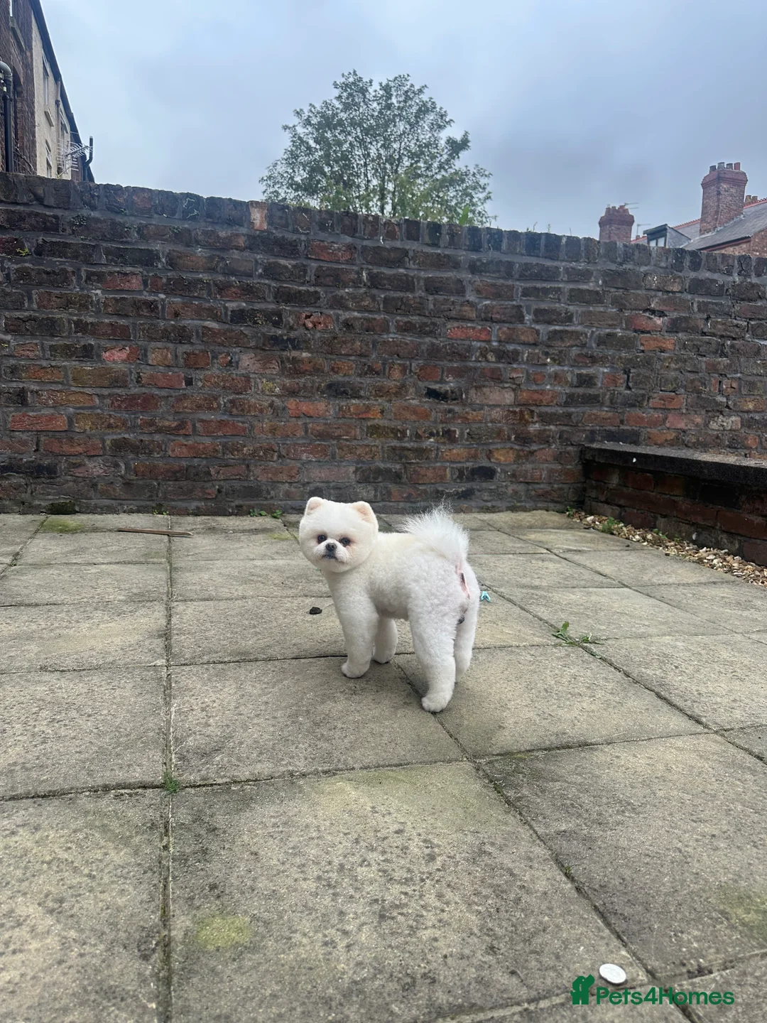 Pomeranian dogs for stud: Teddy  - Advert 3