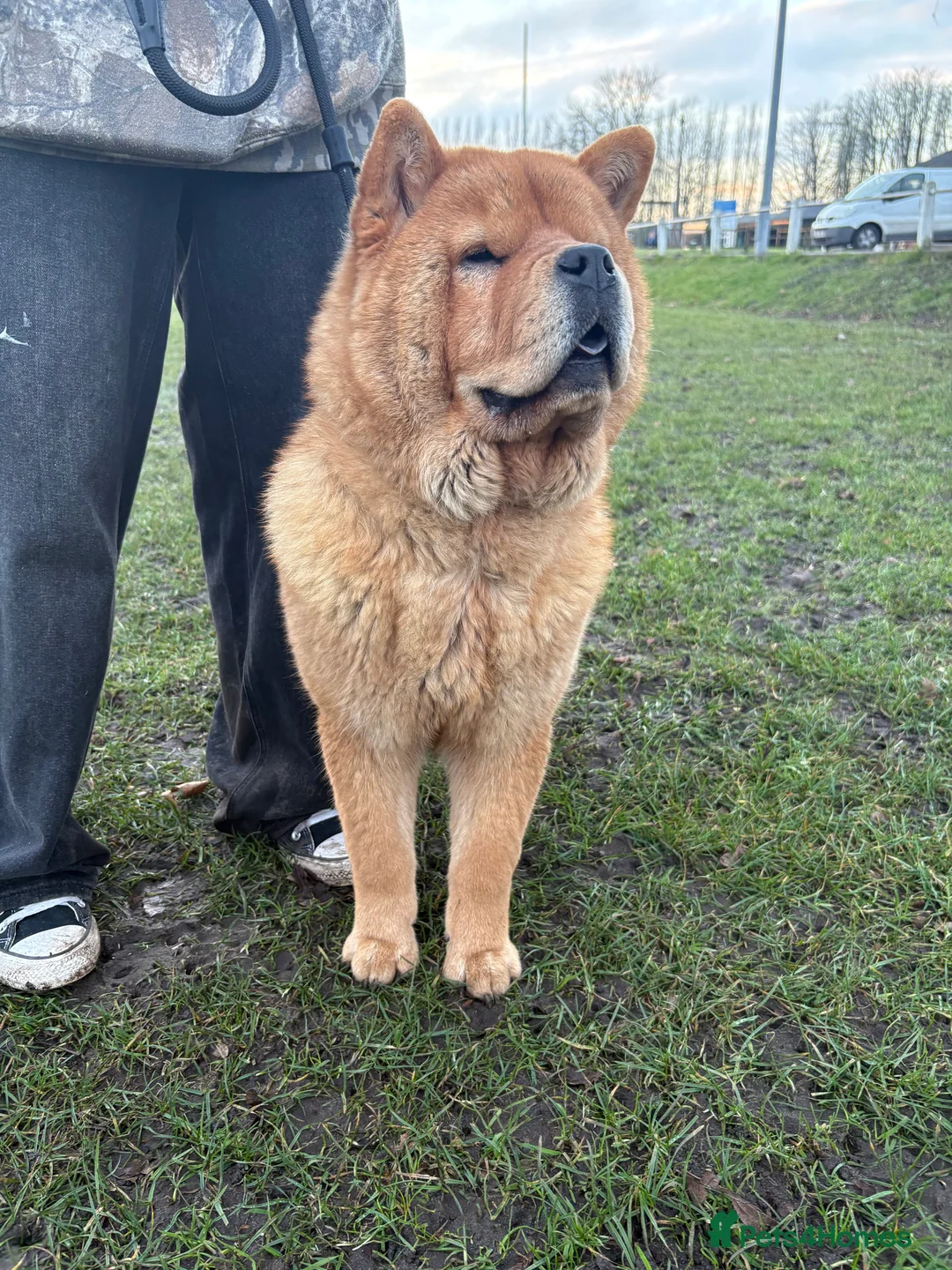 Chow Chow dogs for sale: 9 month old female smooth chow in Northwich - Advert 5