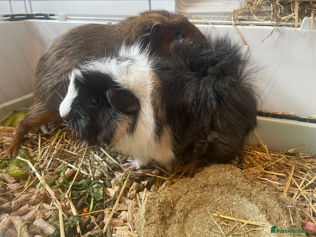 Guinea Pig rodents for sale: 2 male guinea pigs (bonded pair) - Advert 4