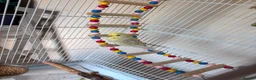 Budgerigars birds for sale: Female budgie with essentials included in Maidstone - Advert 4