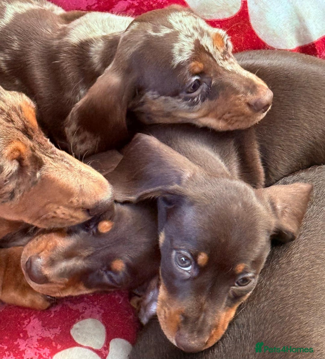 Miniature Dachshund dogs for sale: Miniature dachshunds  - Image 6