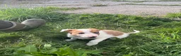 Border Collie dogs for sale: Beautiful pups for sale  - Advert 10